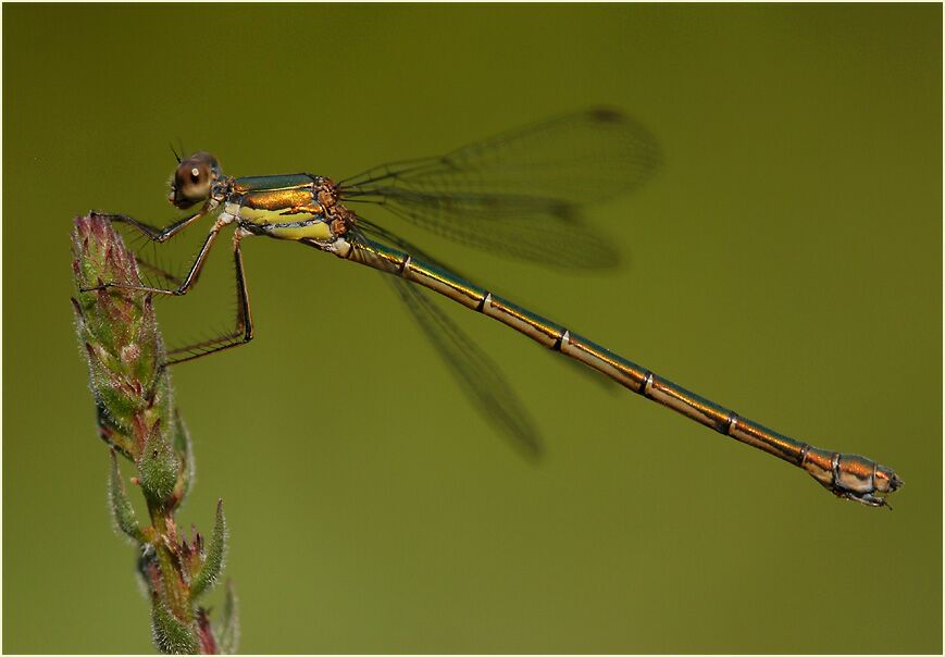 Libellen, Weidenjungfer