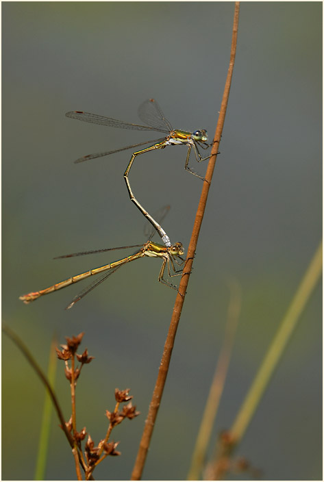 Libellen, Weidenjungfer
