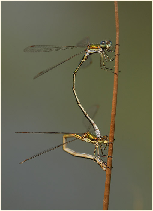 Libellen, Weidenjungfer