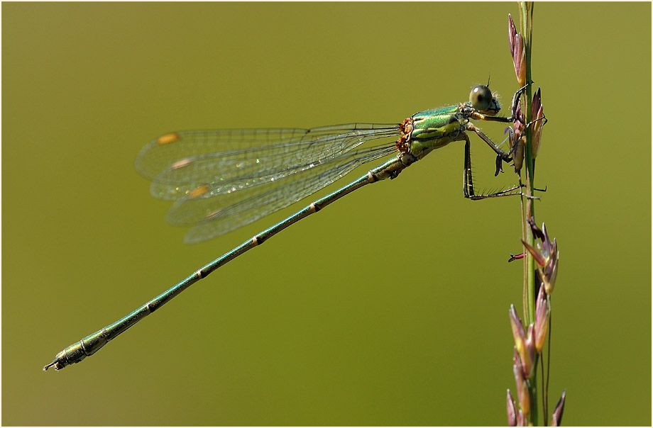 Libellen, Weidenjungfer