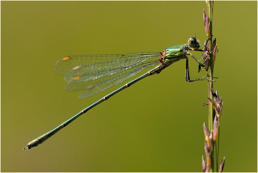 Libellen, Weidenjungfer