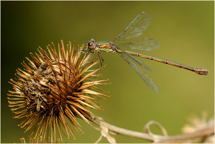 Libellen, Weidenjungfer