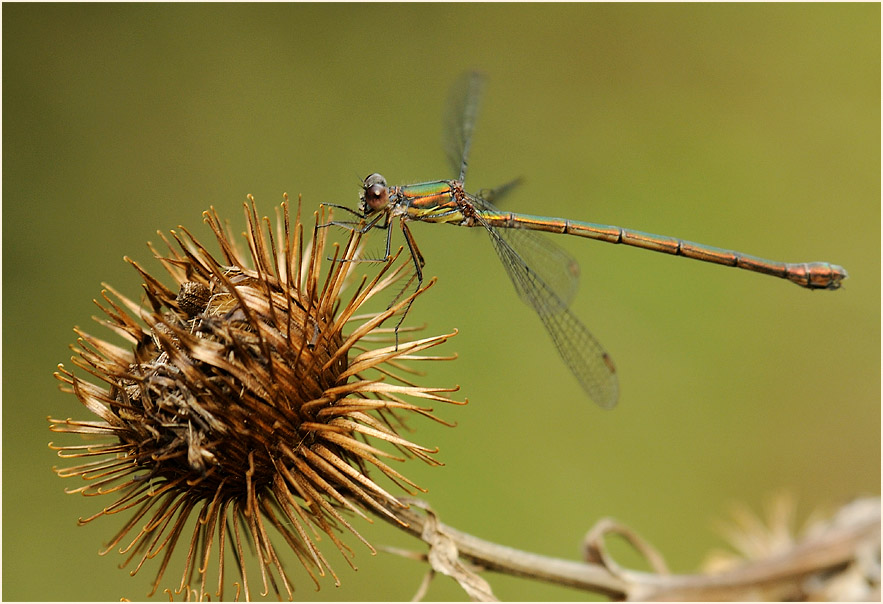 Libellen, Weidenjungfer