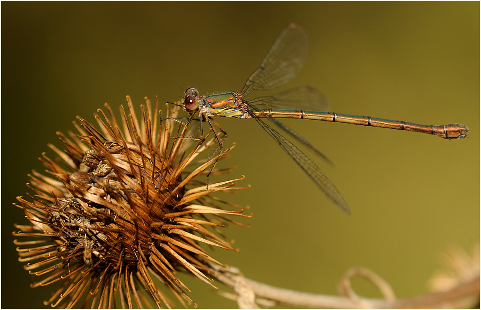Libellen, Weidenjungfer