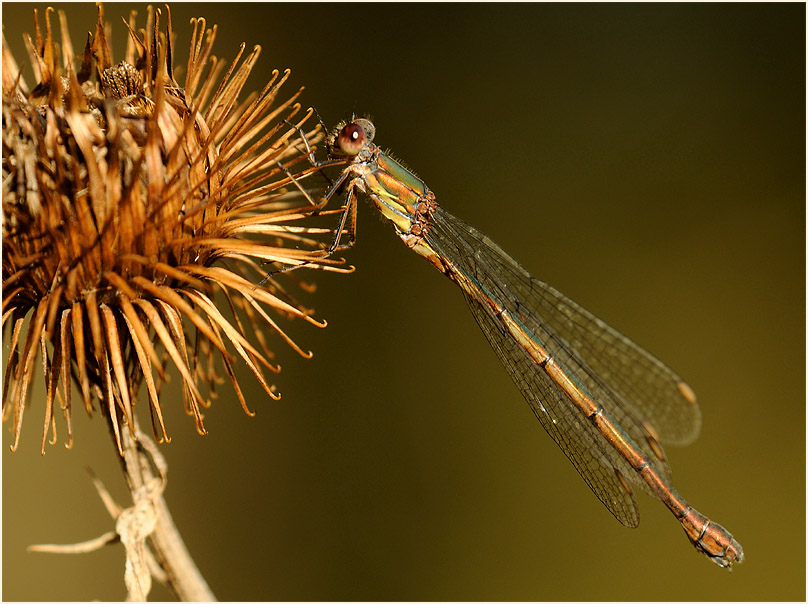 Libellen, Weidenjungfer