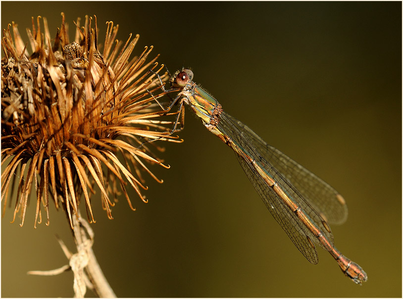 Libellen, Weidenjungfer