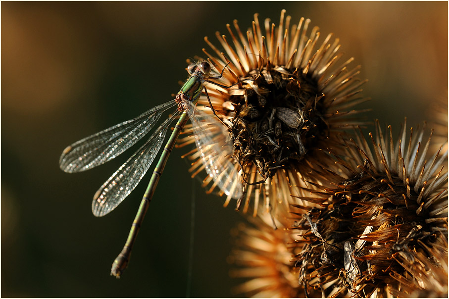 Libellen, Weidenjungfer