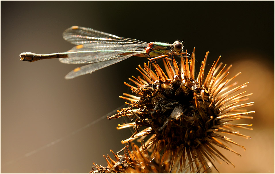 Libellen, Weidenjungfer