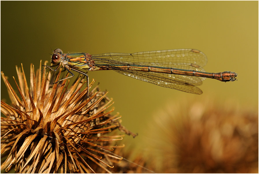 Libellen, Weidenjungfer
