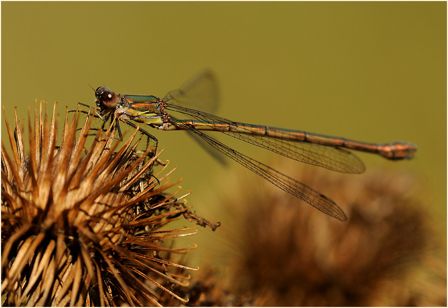 Libellen, Weidenjungfer