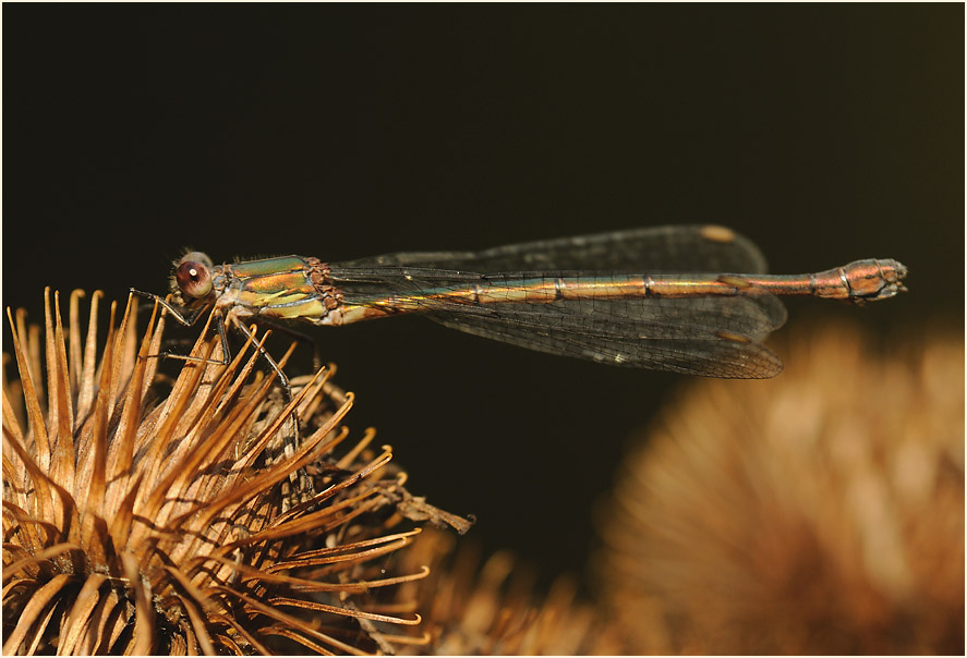 Libellen, Weidenjungfer