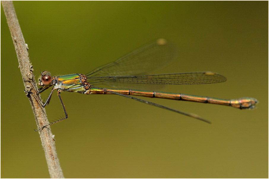 Libellen, Weidenjungfer