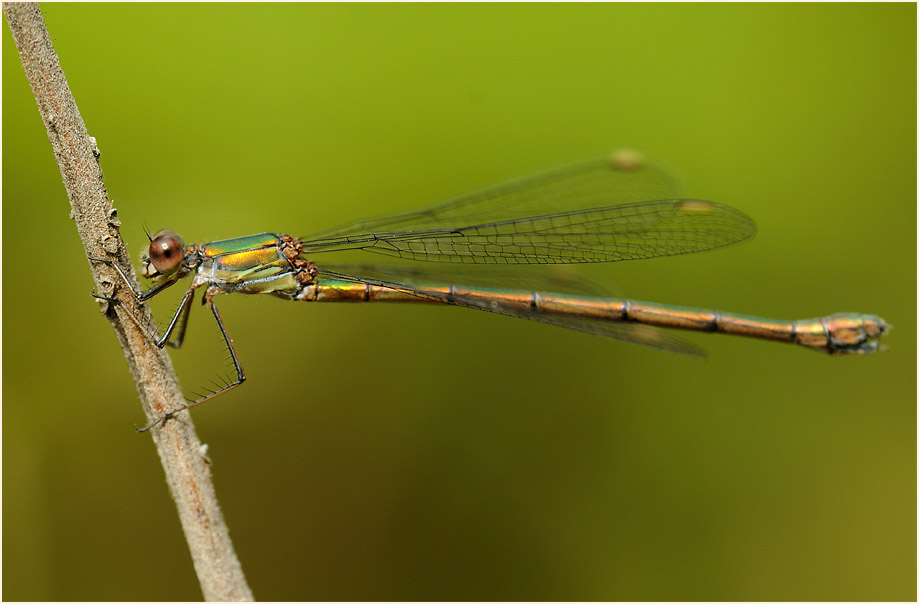 Libellen, Weidenjungfer