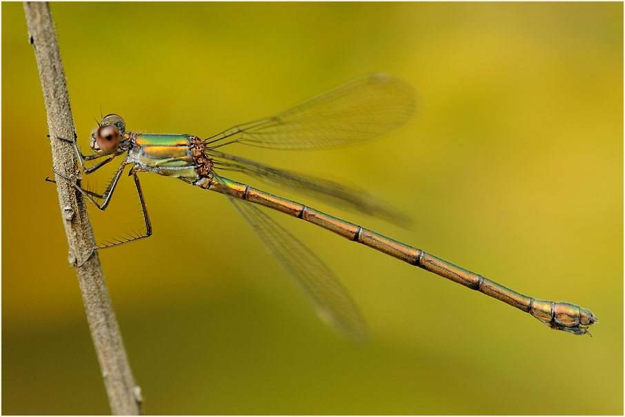Libellen, Weidenjungfer