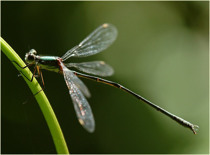 Libellen, Weidenjungfer