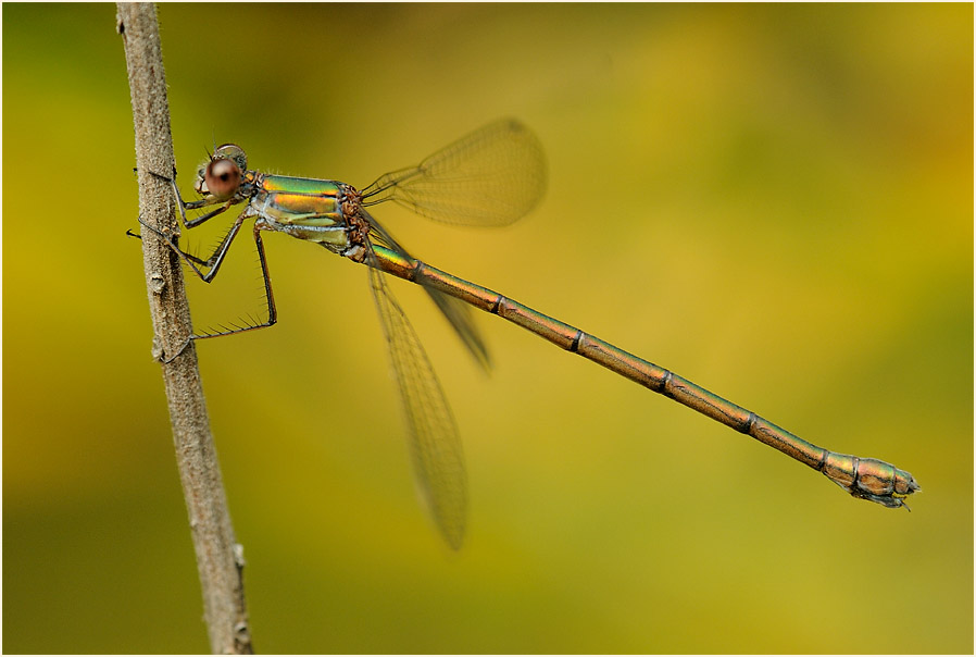 Libellen, Weidenjungfer