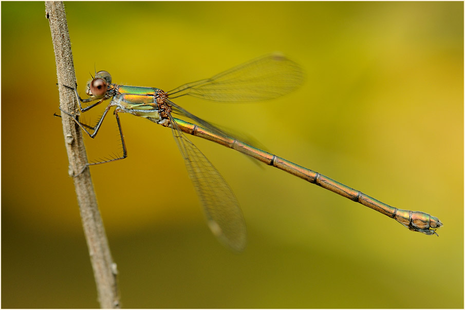Libellen, Weidenjungfer
