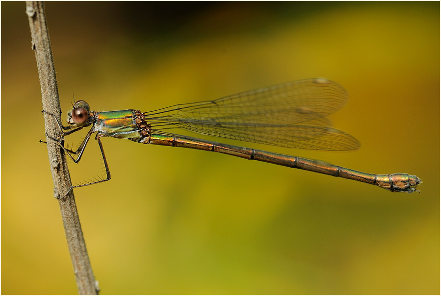 Libellen, Weidenjungfer