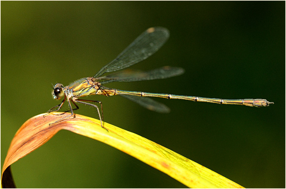 Libellen, Weidenjungfer