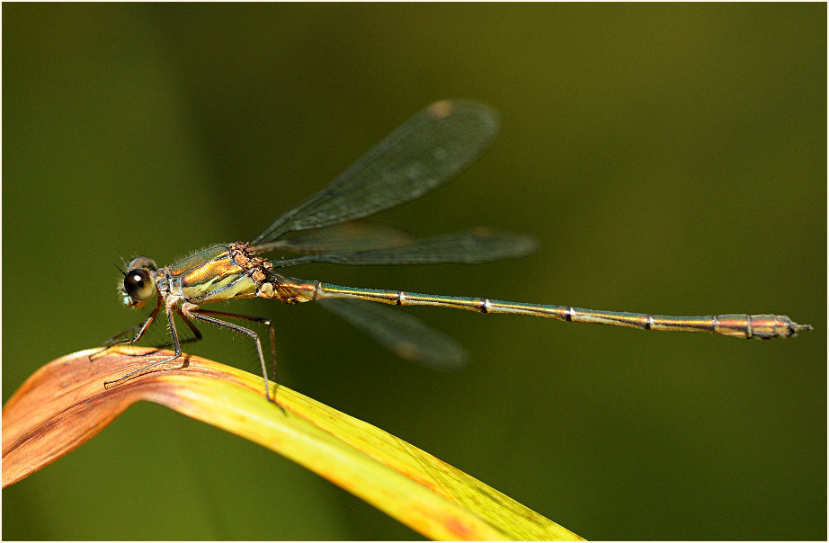 Libellen, Weidenjungfer