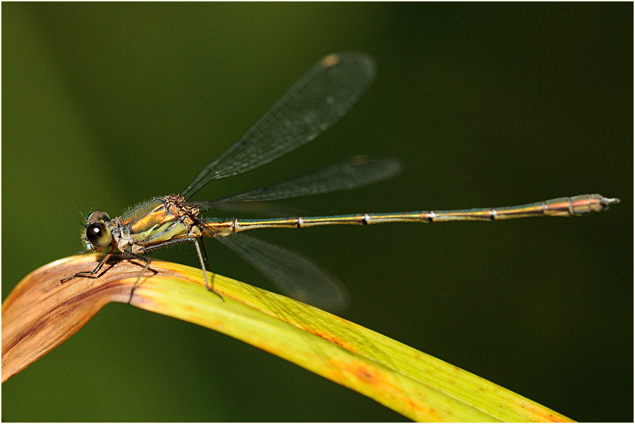 Libellen, Weidenjungfer