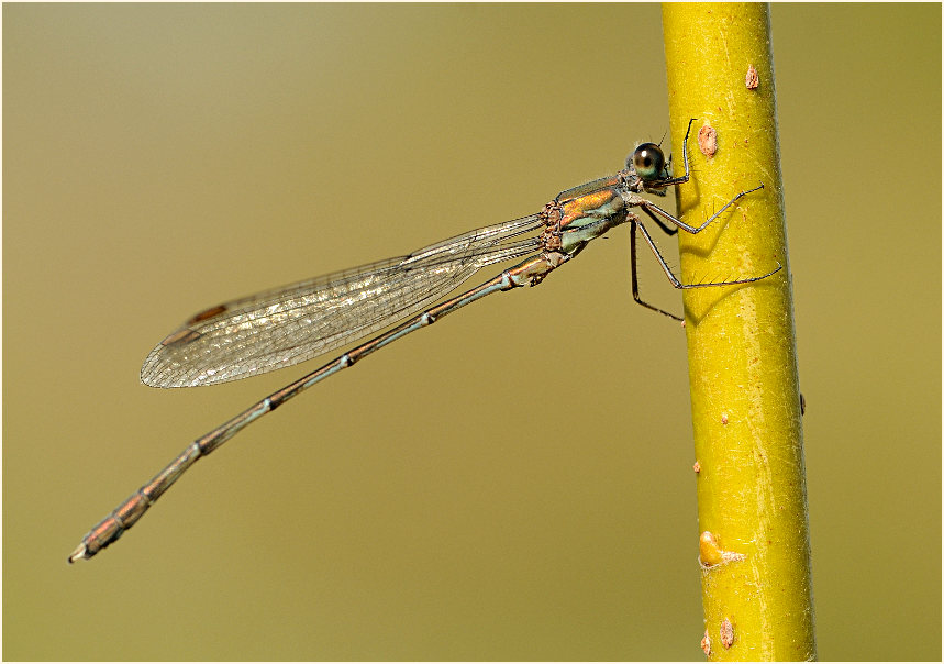 Libellen, Weidenjungfer