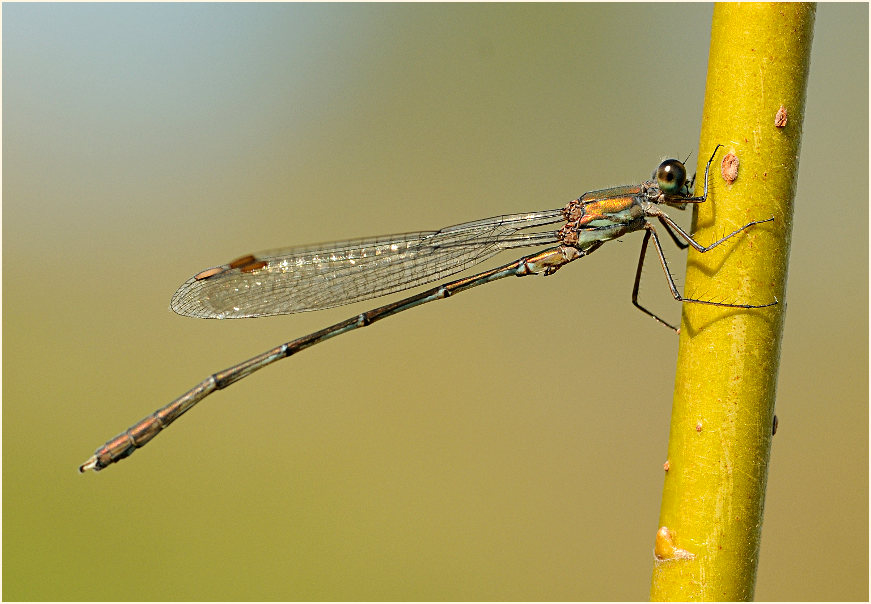 Libellen, Weidenjungfer