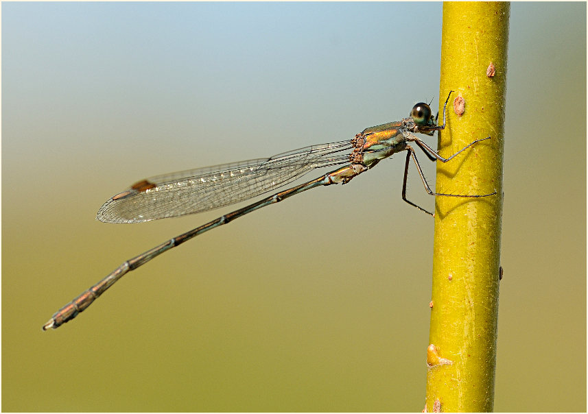 Libellen, Weidenjungfer