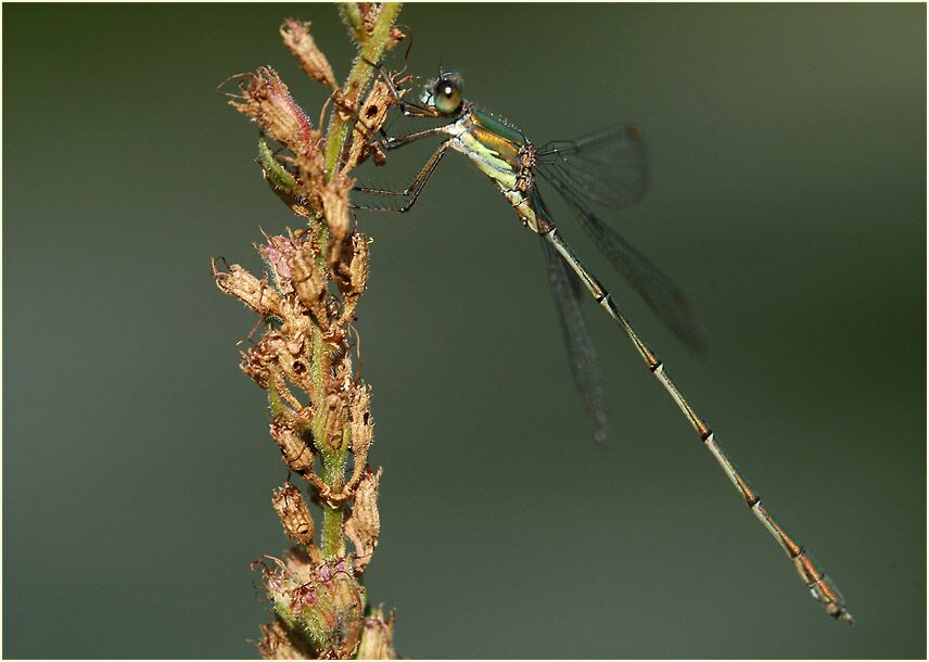 Libellen, Weidenjungfer