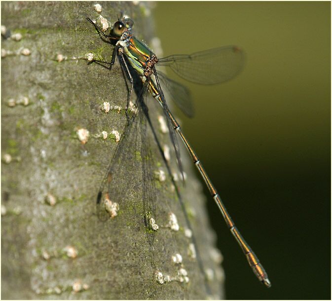 Libellen, Weidenjungfer