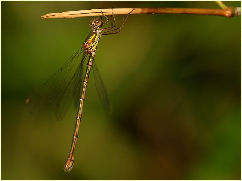 Libellen, Weidenjungfer