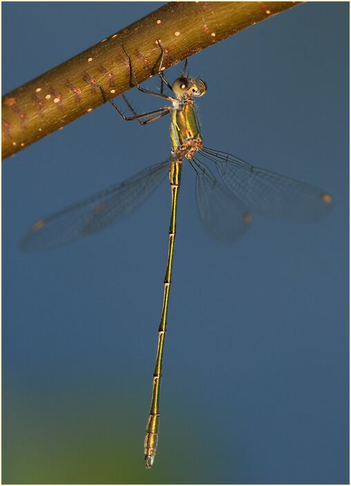 Libellen, Weidenjungfer