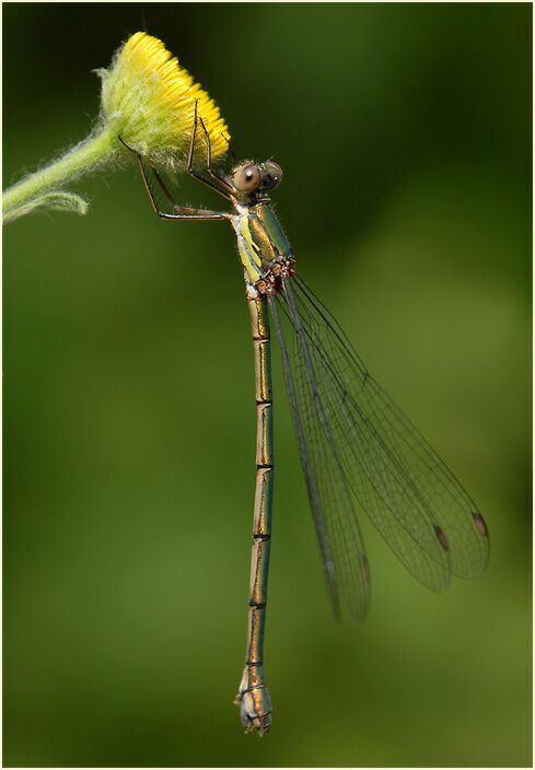 Libellen, Weidenjungfer
