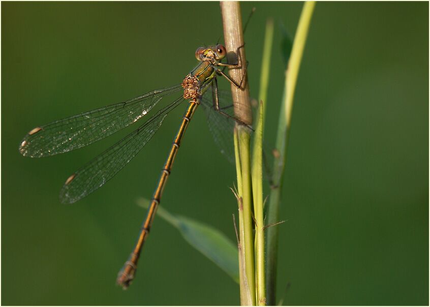 Libellen, Weidenjungfer