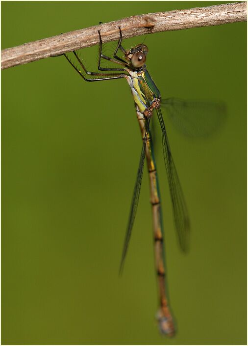 Libellen, Weidenjungfer