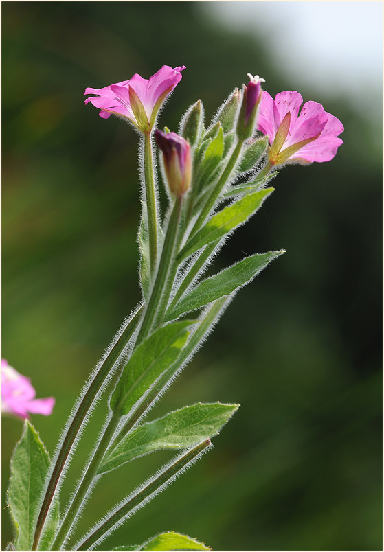 Zottiges Weidenröschen (Epilobium hirsutum)