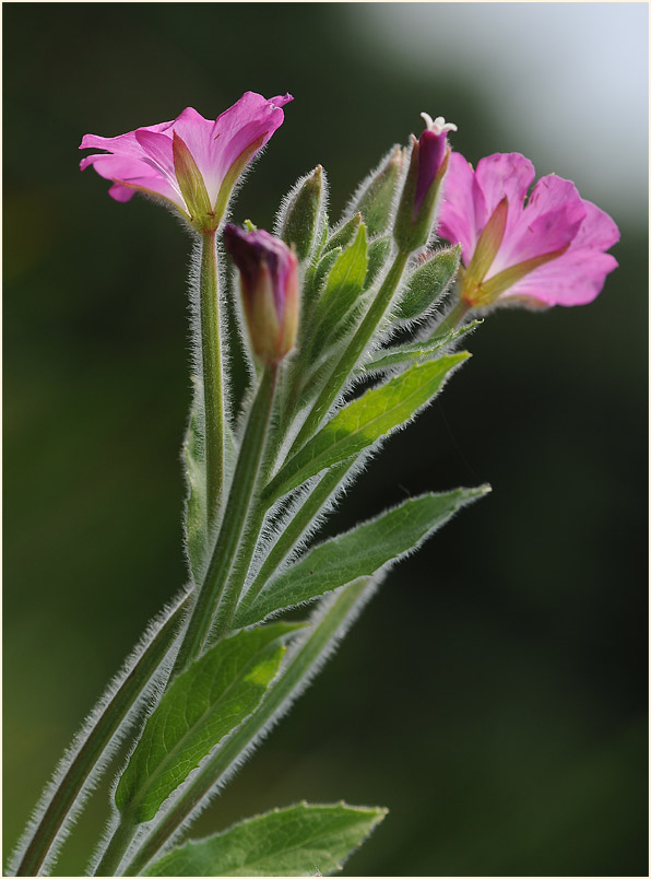 Zottiges Weidenröschen (Epilobium hirsutum)