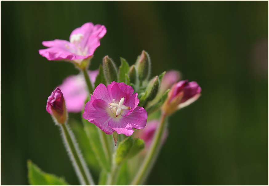 Zottiges Weidenröschen (Epilobium hirsutum)