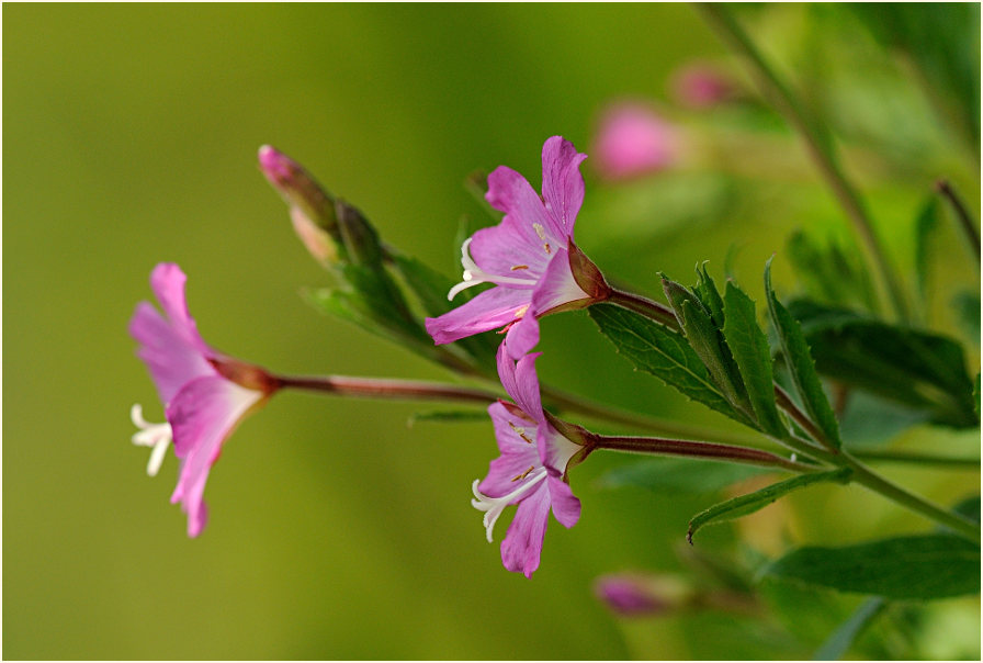 Zottiges Weidenröschen (Epilobium hirsutum)