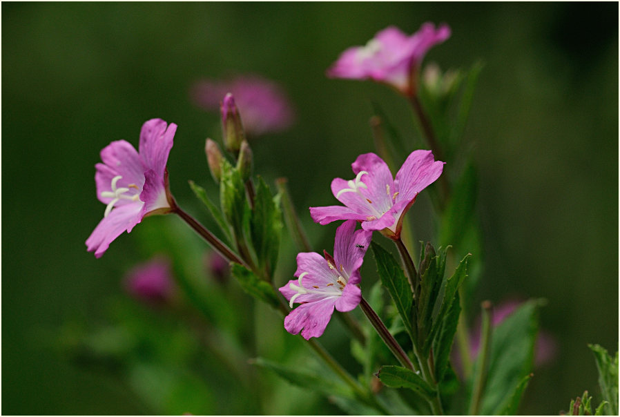 Zottiges Weidenröschen (Epilobium hirsutum)