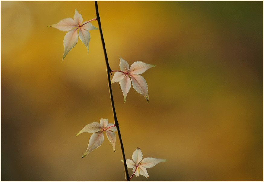 Wilder Wein (Parthenocissus)