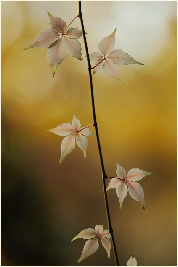 Wilder Wein (Parthenocissus)