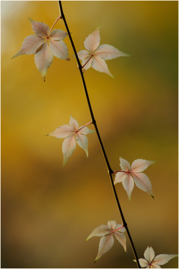 Wilder Wein (Parthenocissus)