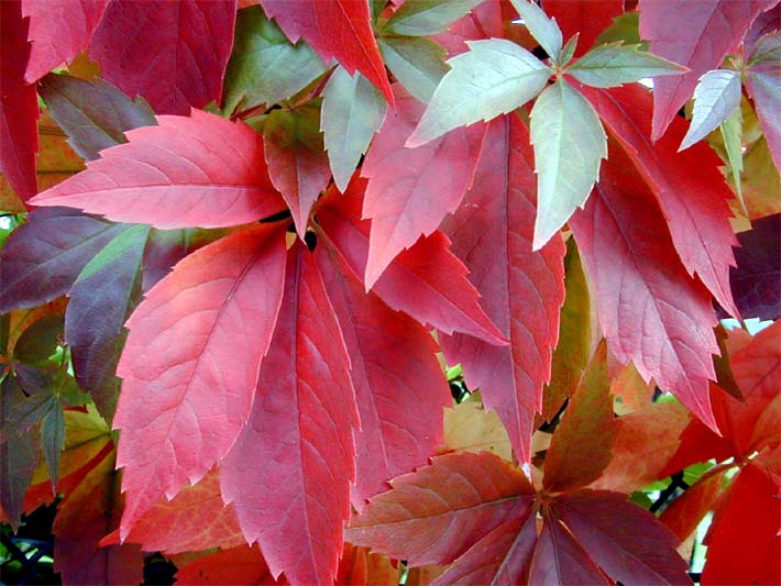 Wilder Wein (Parthenocissus)