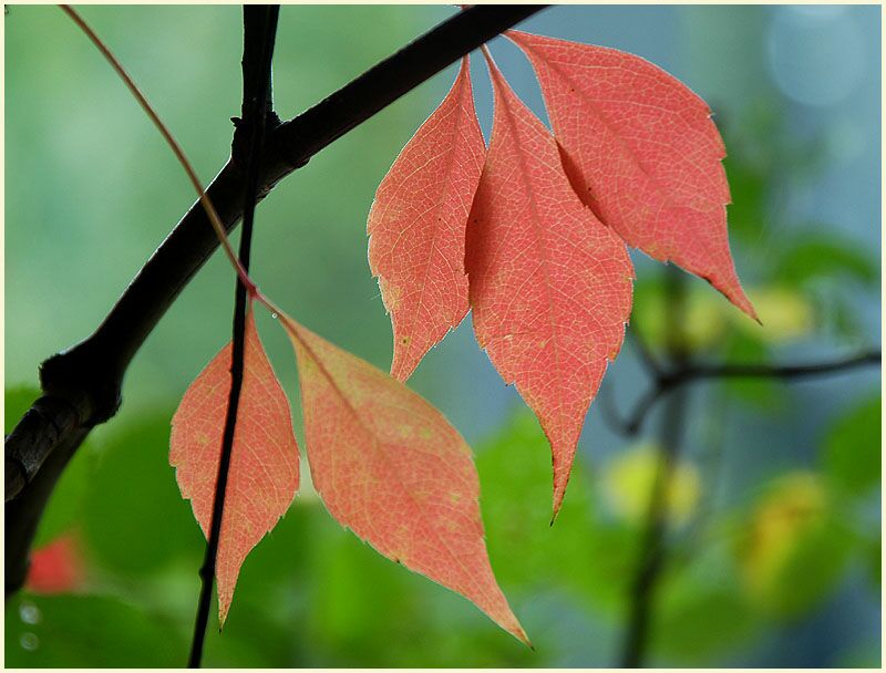 Wilder Wein (Parthenocissus)