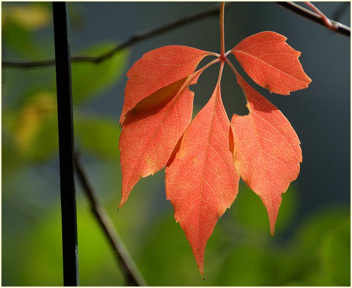 Wilder Wein (Parthenocissus)