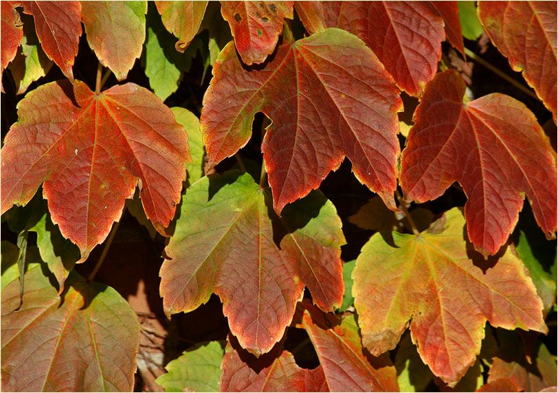 Wilder Wein (Parthenocissus)