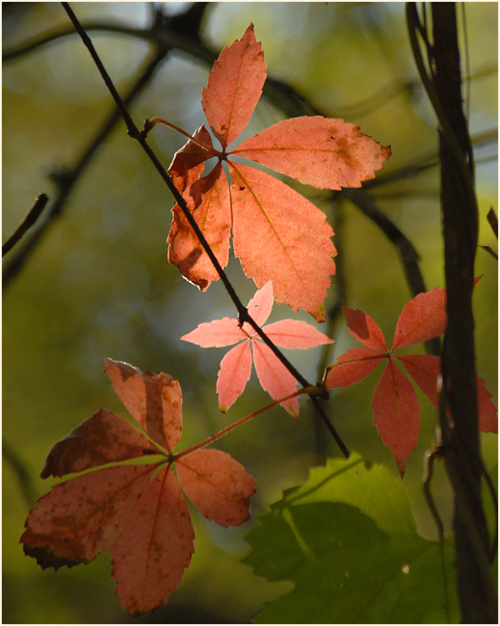 Wilder Wein (Parthenocissus)