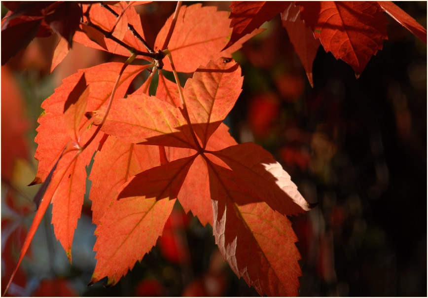 Wilder Wein (Parthenocissus)