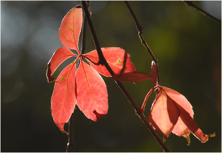 Wilder Wein (Parthenocissus)